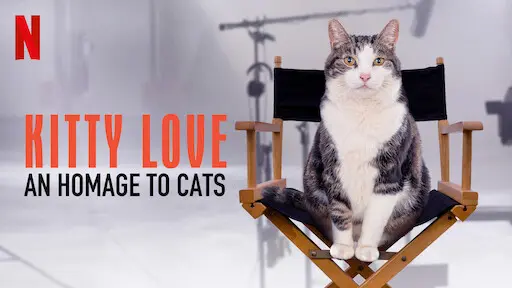 Kitty Love: Mèo Cưng Nhà Mình
