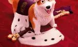 Corgi: Những Chú Chó Hoàng Gia