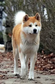 Hachiko Chú Chó Trung Thành