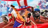 Wiener Dog Internationals