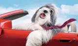 Điệp Vụ Chó Xù