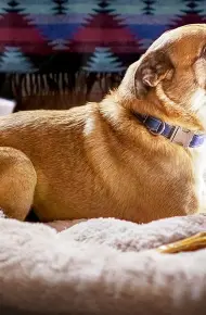 Chú Chó Bruno
