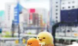 Gudetama: Cuộc Phiêu Lưu Của Quả Trứng Lười