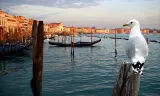 Thiên Nhiên Hoang Dã Venice