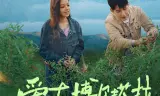 Tình Yêu Ở Bortala