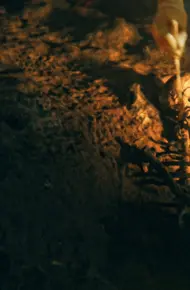Bí Mật Của Người Neanderthal