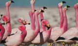 David Attenborough: Sự Sống Đầy Màu Sắc