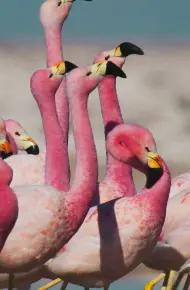 David Attenborough: Sự Sống Đầy Màu Sắc