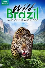 Thiên Nhiên Brazil Hoang Dã