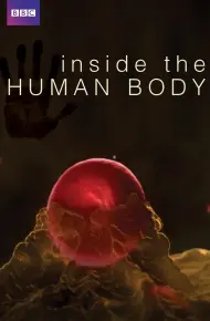 Inside The Human Body