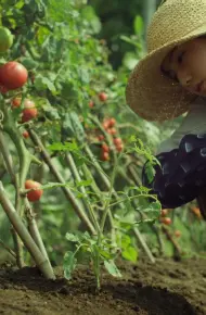 Cánh Đồng Nhỏ: Mùa Hạ Và Thu