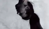 Lò Mổ 2