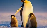 Secrets Of The Penguins