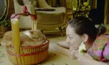 Dịch Vụ Cho Thuê Mèo