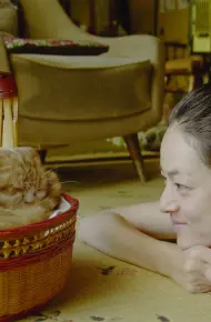 Dịch Vụ Cho Thuê Mèo