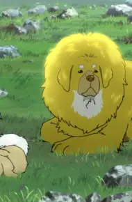 Chú Chó Tây Tạng