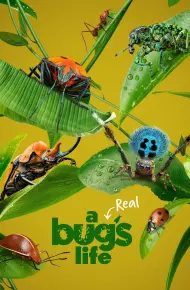 A Real Bug'S Life
