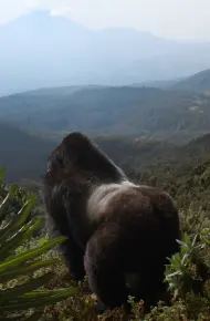 Câu Chuyện Khỉ Đột: Qua Lời Kể Của David Attenborough