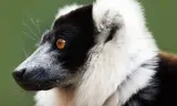 Madagascar: Africa'S Galapagos