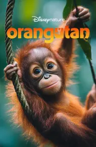 Orangutan